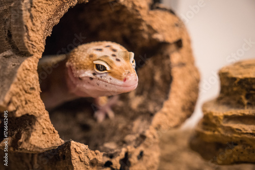 Cute baby leopard gecko peeking out from a hollow branch