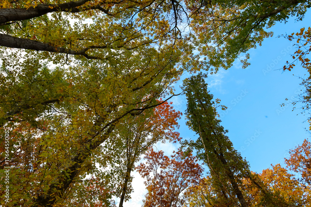 Obraz premium ​A view from below upwards of tall trees with autumn foliage ranging from yellow and green to orange and red forms a vivid natural canopy. The bright blue sky with sparse white clouds is visible throu