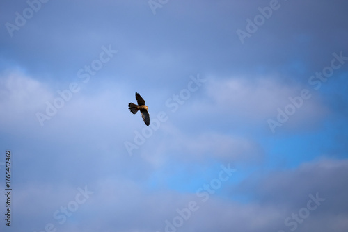 falcon high up in the sky