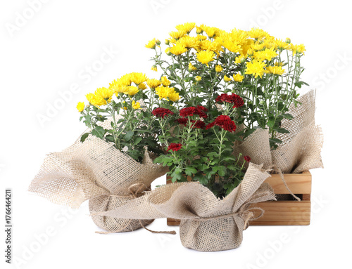 Foto Beautiful chrysanthemum flowers and wooden crate isolated on white