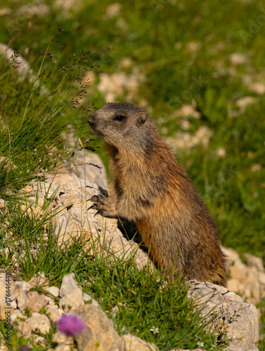 junges Murmeltier in der Sonne, Südtirol