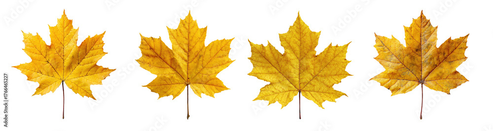 Fototapeta premium PNG set Four bright yellow maple leaves with detailed veins on a transparent background