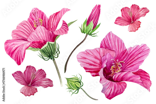Wallpaper Mural Hibiscus flower. Hand-drawn watercolor illustration of a hibiscus.	 Torontodigital.ca