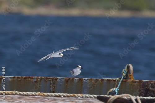 Least Tern (Sternula antillarum), two immature or winter-plumaged, at a small quay in Antigua and Barbuda, West Indies.