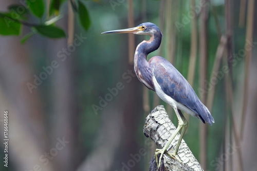 Tricolored Heron (Egretta tricolor), perched in the mangrove swampland of the Caroni Bird Sanctuary, Trinidad, West Indies.