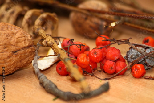 Autumn Still Life with Walnuts, Rowan Berries and Twigs on Wood