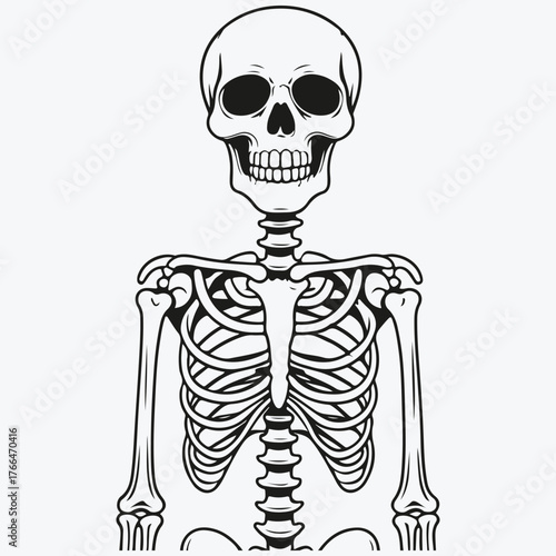 skeleton sketch illustration vector