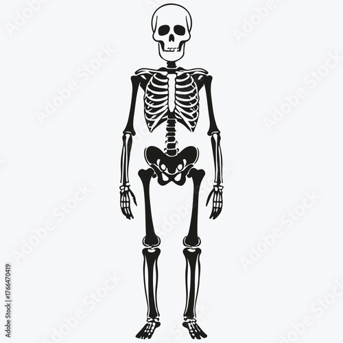 skeleton standing sketch illustration vector