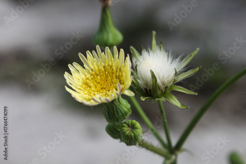 Beautiful blooming perennial flower with visible stem and bud in yellow and white color 