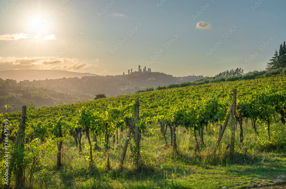 Obraz premium San Gimignano Towers View from Vineyard at Sunset, Tuscany, Italy