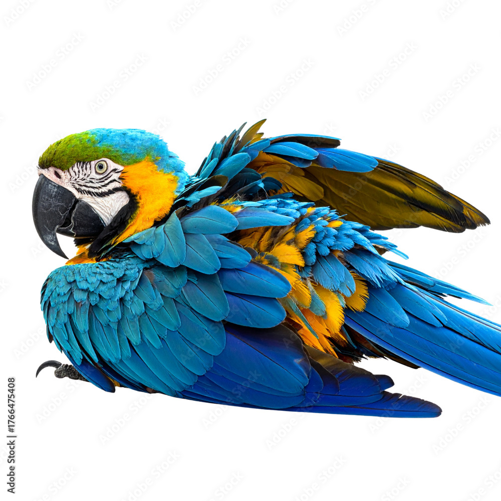 Fototapeta premium Bright blue and yellow macaw parrot with beak on white background