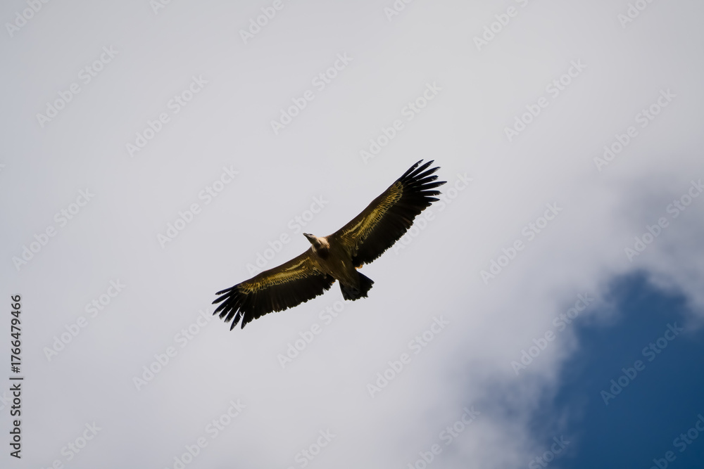 Obraz premium Close-up of Griffon vulture (Eurasion griffon, Gyps fulvus) in overhead flight, blue sky