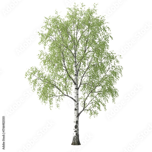 Isolated Betula Pendula (Silver Birch) Tree: Elegant White Trunk and Light Green Canopy