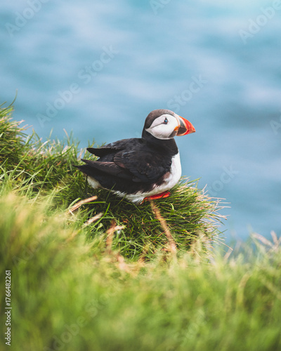 View of a puffin perched amidst vibrant green grass, its bright orange beak and feet a striking contrast against the serene blue sea, Westman Islands, Vestmannaeyjabaer, Iceland.
