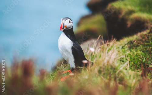 View of a puffin stands regally on a grassy cliff, its vibrant orange beak a striking contrast against the deep blue ocean, Westman Islands, Vestmannaeyjabaer, Iceland.