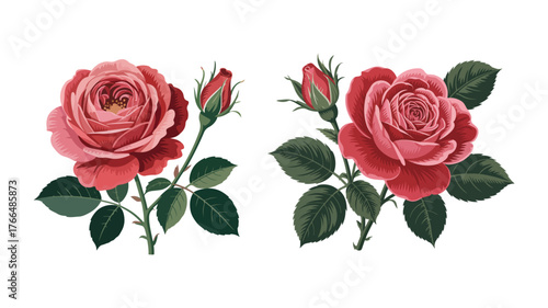 Vintage botanical illustration of two detailed pink roses with buds and green leaves