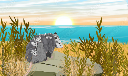 A mother opossum with her babies on her back sits on a rock on the coast. Virginia opossum or North American opossum. Realistic vector landscape
