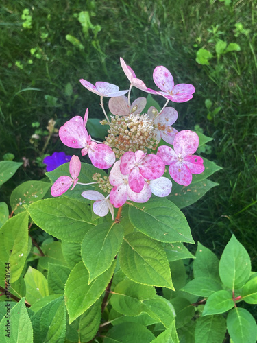 Beautiful pink and white hydrangea blooms in a garden during summer