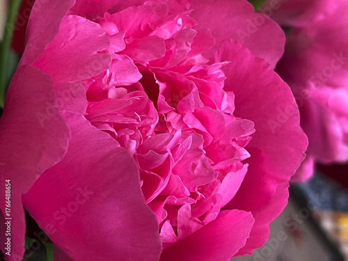 Bright pink peony flower blooms in a garden during sunny spring afternoon