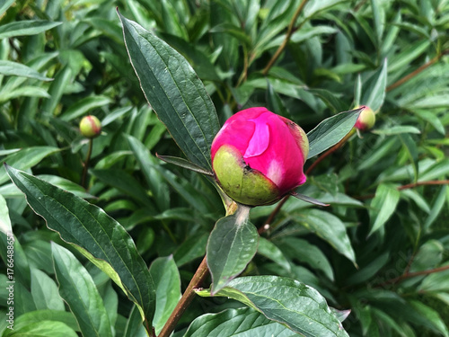 Peony bud beginning to bloom amidst lush green foliage in a garden setting