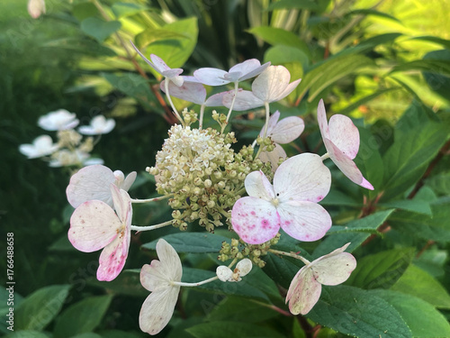 Delicate pink hydrangea blossoms blooming in a serene garden setting