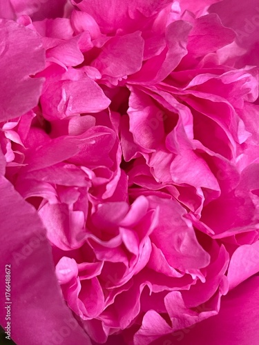 Vibrant pink flower petals showcase nature's delicate beauty in springtime bloom