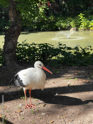 Stork standing near a pond surrounded by greenery on a sunny day