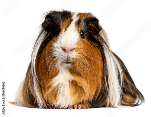  Peruvian Guinea Pig with Flowing Long Hair, Front-Facing Pose, isolated