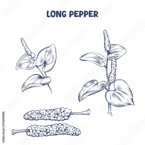 Hand drawn long pepper plant with fruits. Vector illustration in engraving style

