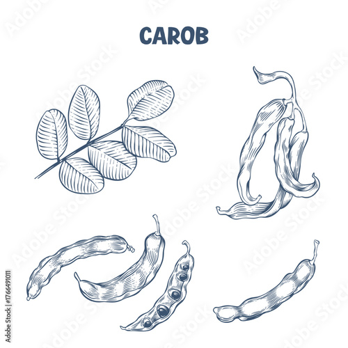 Hand drawn Carob pods and leaves in engraving style
