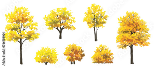 Vector watercolor illustration of a blooming flower tree or forest side view, ginkgo isolated on a white background, suitable for landscape and architecture drawing. The illustration includes elements