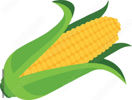 A vibrant yellow ear of corn vector graphic with green husks isolated on a transparent background