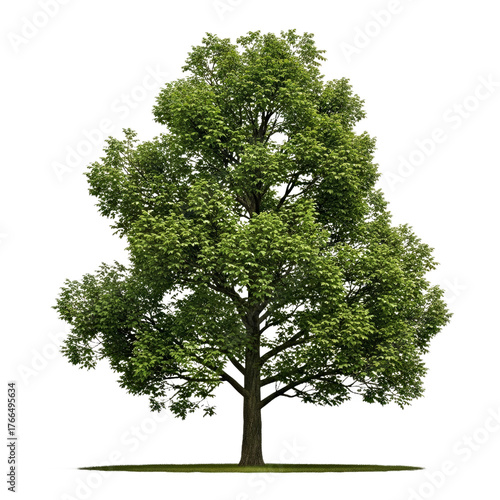 Single English Oak Tree: Lobed Green Leaves and Sturdy, Majestic Trunk