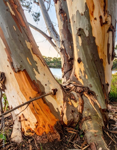 A close-up of a tree trunk showcasing colorful bark