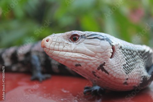 Close up shot of Blue tongue skink side profile showing single eye bright red neck and ear opening on horizontal orientation