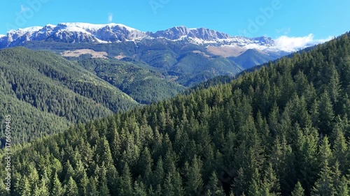 Widespread evergreen fir forest in Bran Moieciu region and the Carpathian mountains in the background , Romania , aerial view