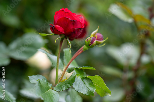 Striped Floribunda Rose ‘Scentimental’ (Rosa floribunda) Pink-Red Variegation