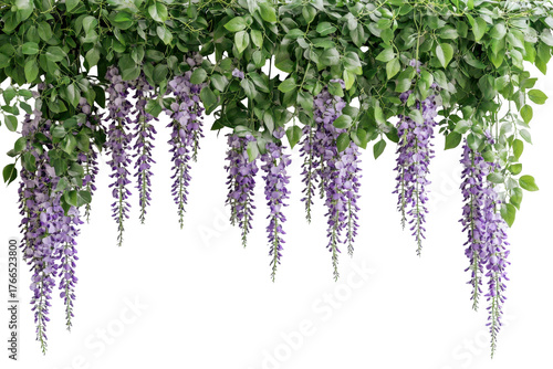 Cascading purple wisteria flowers hanging down isolated on transparent background. Wisteria garland hanging on the wall purple flowers with green leaves isolated on white background.