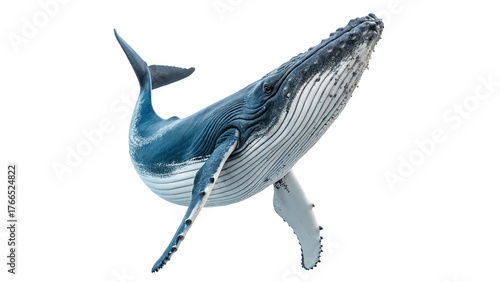 Humpback whale swimming gracefully isolated on transparent background