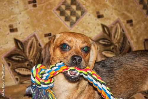 Cute little dog playing with a toy on a carpet background.