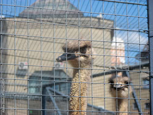 Ostrich in a cage at the zoo in Moscow, Russia