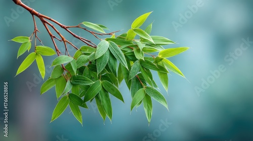 Close Up Artistic Photo Of Green Bamboo Leaves After Rain With Water Droplets On A Branch With Soft Teal Bokeh Background