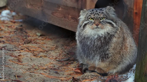 fluffy Pallas's cat with bright yellow eyes stares intently at the camera. The cat is sitting near a wooden structure, creating a rustic setting