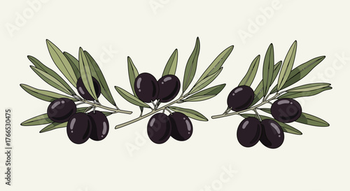 Three olive branches with black olives and green leaves, illustrating Mediterranean culinary tradition