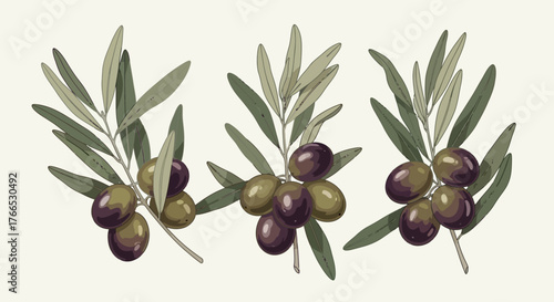 Olive Branches Detailed Vector Illustration with Fresh Olives