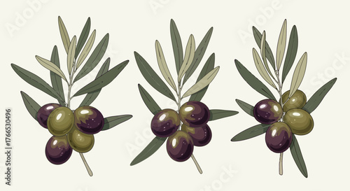 Olive Branch Illustration Fresh Green & Black Olives Art