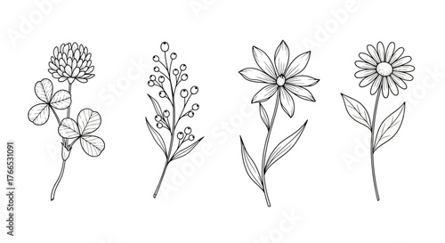 Botanical Line Art Clover, Berries, and Daisy Flower Illustrations