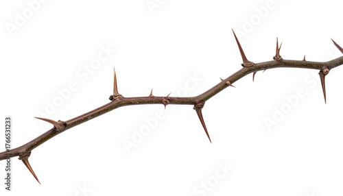 a thorny branch of a tree isolated on transparent background
