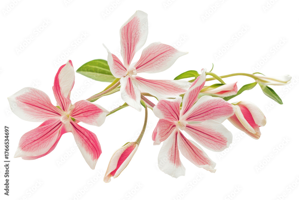 Fototapeta premium Delicate pink flowers and buds isolated on transparent background.