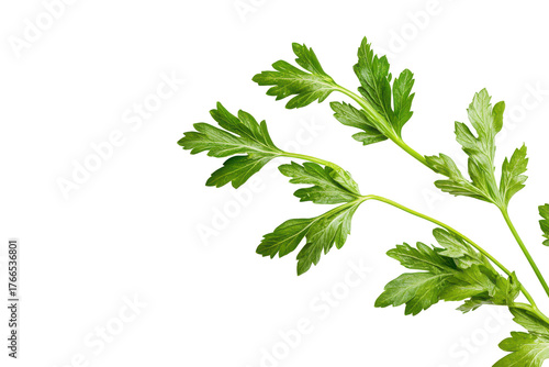 Fresh green parsley leaves isolated on transparent background. Parsley herb sprig isolated on white background.